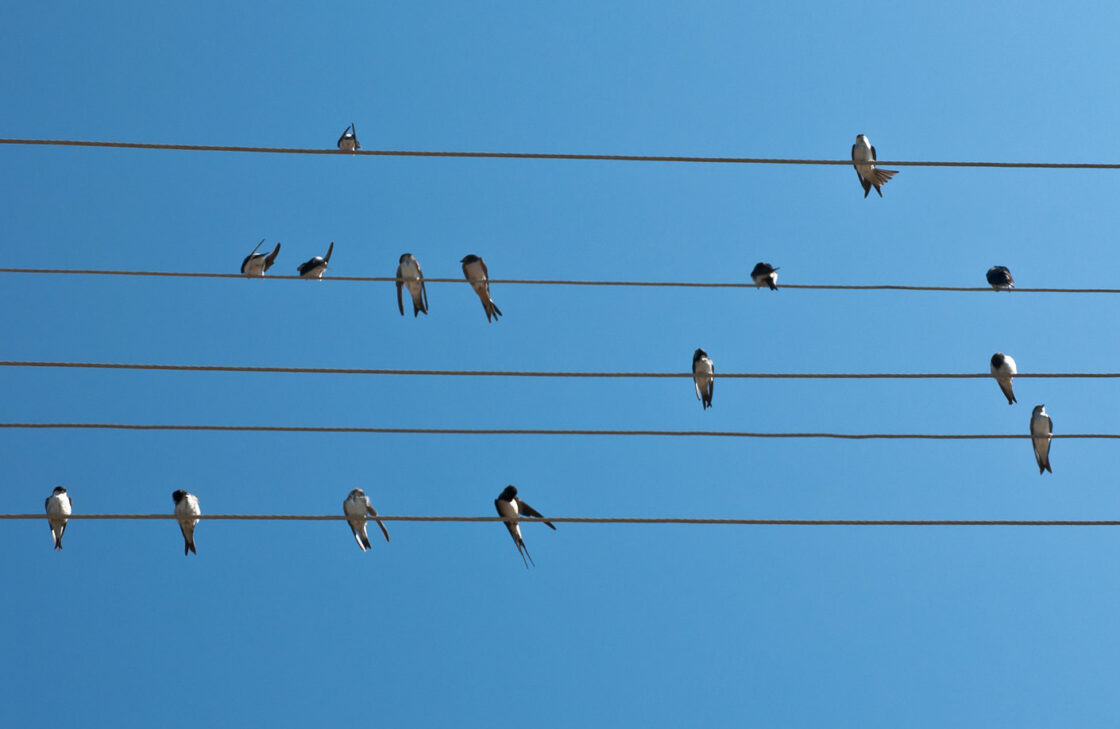 I walk the line poetry course