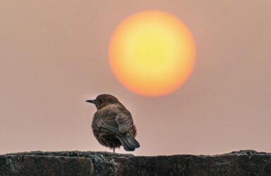 Late the Sweet Bird Sang Poetry Course