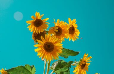 simple summer writing circles