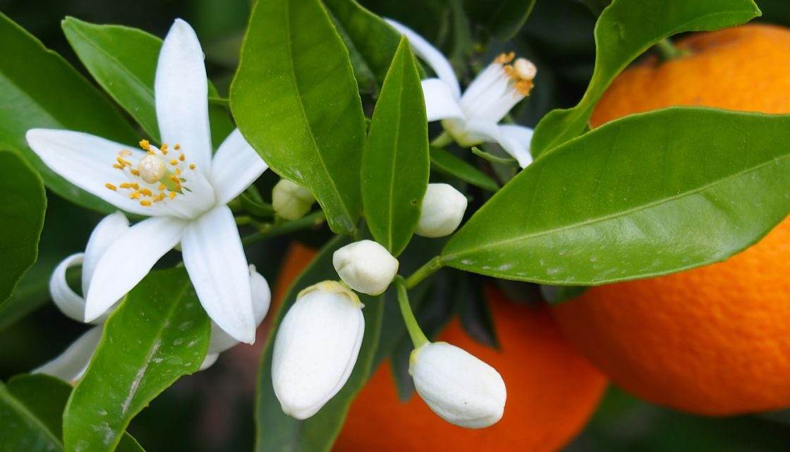 scent writing course