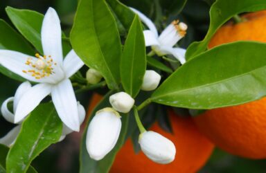 scent writing course